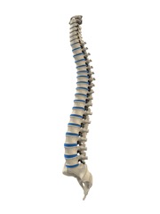 spine-Model